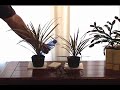 Dracaena Watering