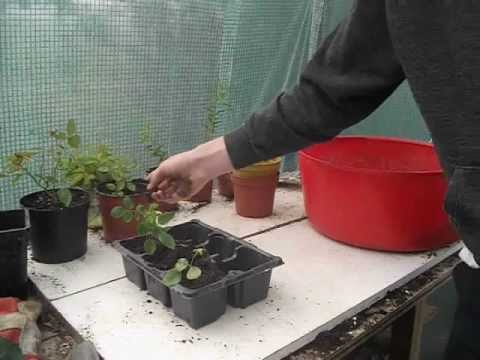 how to transplant roses from a cutting