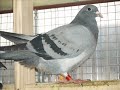Mlode 2007r -1-leg(PO DWOCH NOCACH W KABINIE)