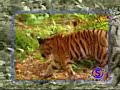 Tiger gets a lesson in bullying from a monkey