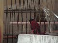 carduelis cucullata x canaria 1 carduelis cucullata x canaria 1