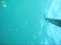 Rhyno Films - Portsea Squid