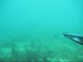 Rhyno Films - Portsea Squid