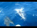 Dolphins Off of Aruba Part II