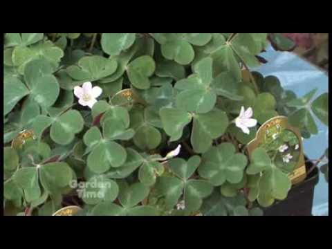 how to eliminate oxalis