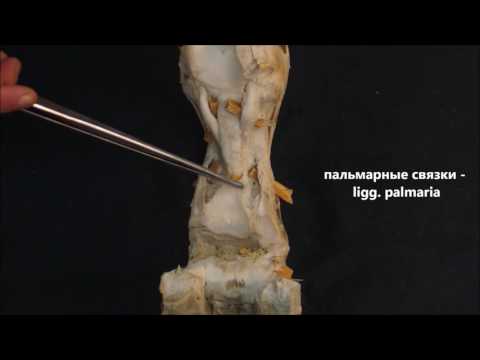 Пястно-фаланговый, проксимальный и дистальный межфаланговые суставы