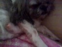 Shih Tzu puppies Just born 24/08/02008 part 3