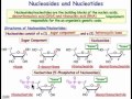 Nucleosides, Nucleotides & Nucleic Acids