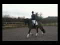 Shannon Equestrian Dressage  4 yrs old gelding by Sandreo for sale!!!