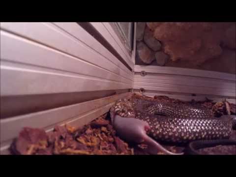 YouTube reptile video