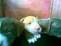 BEBES PITBULLS, FILHOS DE BASKAR E ODARA