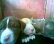 BEBES PITBULLS, FILHOS DE BASKAR E ODARA