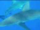 Shark Cage Diving