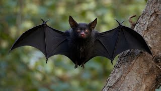 Shocking Facts About Bats You Didn't Know! | Moawin.pk