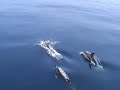 Dolphins in the Med