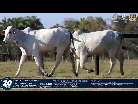 1� DE OLHO NA FAZENDA NELORE SESMARIAS