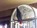 Rocky 5-Talking Parrot