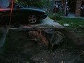 Tree Stump Pulling