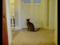 Noisy Oriental Cat