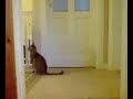 Noisy Oriental Cat