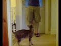 Noisy Oriental Cat