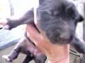 Puppies!!!