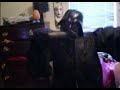 dork vader\ dork vader\