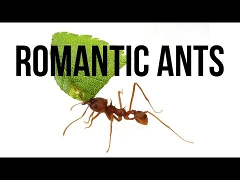 Romantic Ants