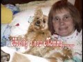 Silky Terrier video