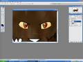 Drawing Tigerstar [PHOTOSHOP 7.0]