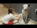 Bull Terrier
