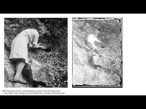 <p>The Albert’s Lyrebird: a natural and social history</p>
 video thumbnail