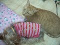 でぶ猫チョコちゃんとウサビッチ