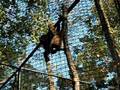 Gibbon sirens (2 of 3)