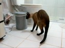 Gatinho espeeeerto!!!....