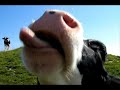 autriche/suisse yodle chanson 6