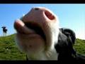 Autriche/Suisse yodle chanson 6