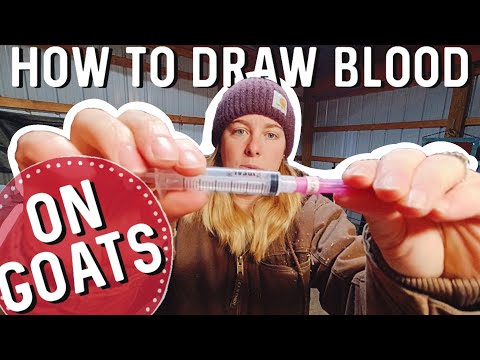 video-linktoworks-How To Draw Blood On A Goat 🐐 Testing Goats for CL,...