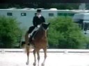 Dressage ~ Amazing Dressage ~ Amazing
