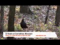 Deer Hunting | Turkey Hunting in Missouri