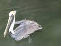 videos de Clearwater Beach Pelican Feeding by Leiza Halsey at ...