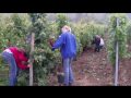 Weinlese in Alken