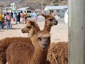 titicaca slideshow
