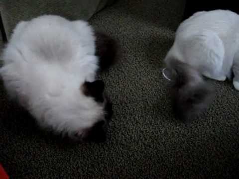 0 Stella And Chewys Carnivore Kisses