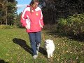 Japanese spitz, 10 months, heeling