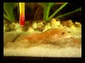 Xenopus laevis - strange behaviour Xenopus laevis - strange behaviour