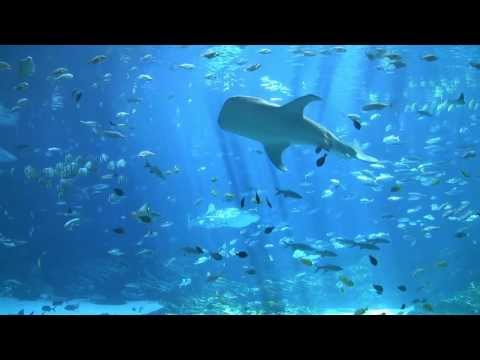largest aquarium tank in the world - world's largest aquarium