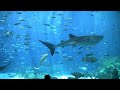 largest aquarium tank in the world - world's largest aquarium