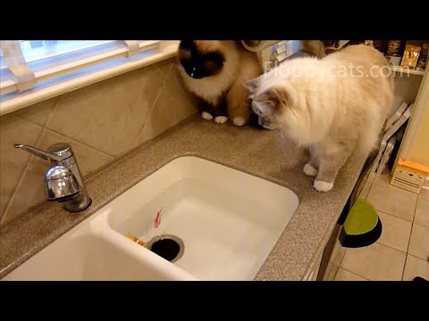 Cats vs. Zuru Robo Fish 0 Cats vs. Zuru Robo Fish