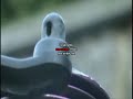 HPI Savage 2.5 Racing film HPI Savage 2.5 Racing film